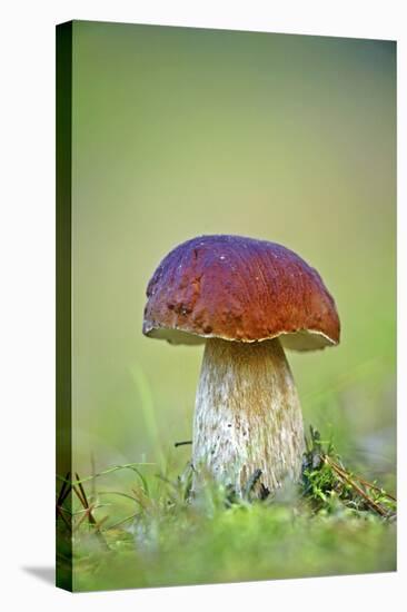 Cep Mushroom (Boletus Edulis)-Bjorn Svensson-Stretched Canvas