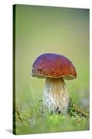 Cep Mushroom (Boletus Edulis)-Bjorn Svensson-Stretched Canvas