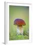 Cep Mushroom (Boletus Edulis)-Bjorn Svensson-Framed Premium Photographic Print