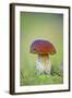 Cep Mushroom (Boletus Edulis)-Bjorn Svensson-Framed Premium Photographic Print