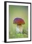 Cep Mushroom (Boletus Edulis)-Bjorn Svensson-Framed Premium Photographic Print