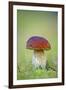 Cep Mushroom (Boletus Edulis)-Bjorn Svensson-Framed Photographic Print