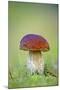 Cep Mushroom (Boletus Edulis)-Bjorn Svensson-Mounted Photographic Print