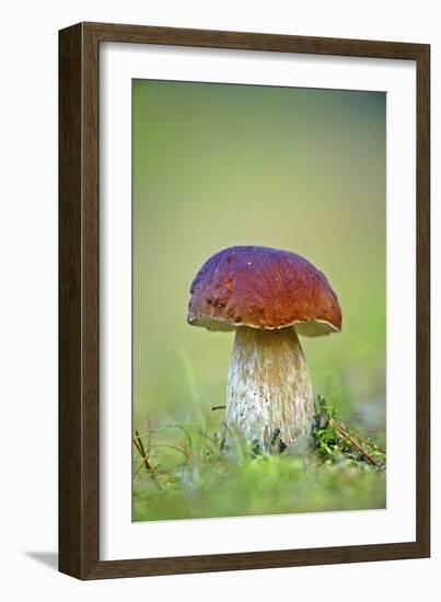 Cep Mushroom (Boletus Edulis)-Bjorn Svensson-Framed Photographic Print