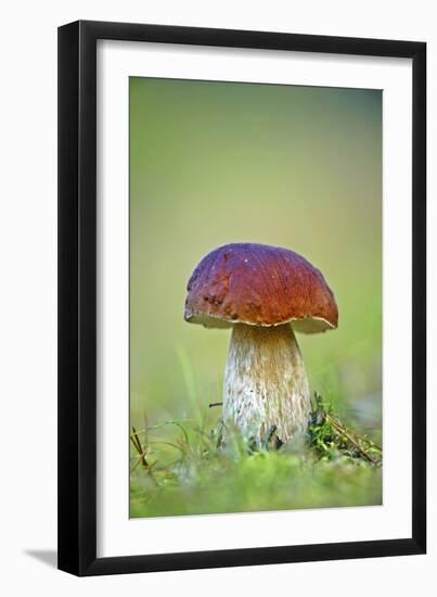 Cep Mushroom (Boletus Edulis)-Bjorn Svensson-Framed Photographic Print