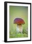 Cep Mushroom (Boletus Edulis)-Bjorn Svensson-Framed Photographic Print