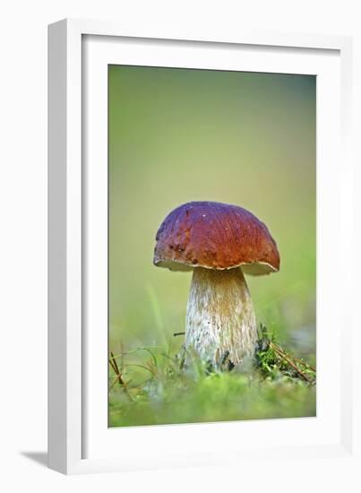 Cep Mushroom (Boletus Edulis)-Bjorn Svensson-Framed Photographic Print