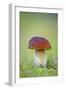 Cep Mushroom (Boletus Edulis)-Bjorn Svensson-Framed Photographic Print