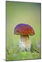 Cep Mushroom (Boletus Edulis)-Bjorn Svensson-Mounted Photographic Print