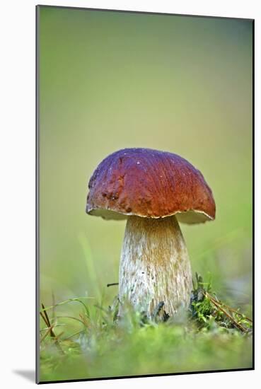 Cep Mushroom (Boletus Edulis)-Bjorn Svensson-Mounted Photographic Print