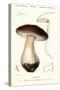 Cep, Penny Bun, Porcino or Porcini Mushroom, Boletus Edulis. ,1849 (Engraving)-Paul Louis Oudart-Stretched Canvas