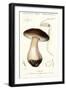 Cep, Penny Bun, Porcino or Porcini Mushroom, Boletus Edulis. ,1849 (Engraving)-Paul Louis Oudart-Framed Giclee Print