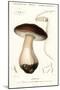 Cep, Penny Bun, Porcino or Porcini Mushroom, Boletus Edulis. ,1849 (Engraving)-Paul Louis Oudart-Mounted Giclee Print