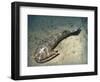 Cephalaspis Lyelli Jawless Fish from the Early Devonian of Scotland-Stocktrek Images-Framed Art Print