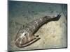 Cephalaspis Lyelli Jawless Fish from the Early Devonian of Scotland-Stocktrek Images-Mounted Art Print