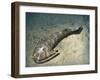 Cephalaspis Lyelli Jawless Fish from the Early Devonian of Scotland-Stocktrek Images-Framed Art Print