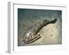 Cephalaspis Lyelli Jawless Fish from the Early Devonian of Scotland-Stocktrek Images-Framed Art Print