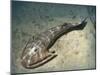 Cephalaspis Lyelli Jawless Fish from the Early Devonian of Scotland-Stocktrek Images-Mounted Art Print