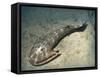 Cephalaspis Lyelli Jawless Fish from the Early Devonian of Scotland-Stocktrek Images-Framed Stretched Canvas