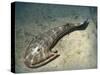 Cephalaspis Lyelli Jawless Fish from the Early Devonian of Scotland-Stocktrek Images-Stretched Canvas