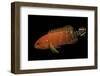 Cephalopholis Leopardus (Leopard Grouper, Leopard Hind, Leopard Cod)-Paul Starosta-Framed Photographic Print