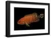 Cephalopholis Leopardus (Leopard Grouper, Leopard Hind, Leopard Cod)-Paul Starosta-Framed Photographic Print