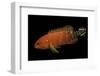 Cephalopholis Leopardus (Leopard Grouper, Leopard Hind, Leopard Cod)-Paul Starosta-Framed Photographic Print