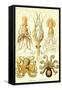 Cephlopods-Ernst Haeckel-Framed Stretched Canvas