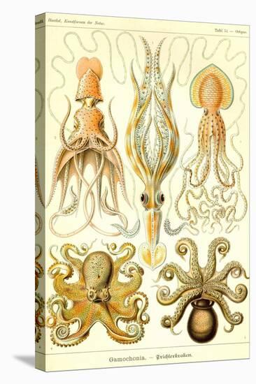 Cephlopods-Ernst Haeckel-Stretched Canvas