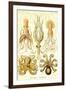 Cephlopods-Ernst Haeckel-Framed Art Print