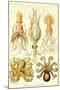 Cephlopods-Ernst Haeckel-Mounted Art Print