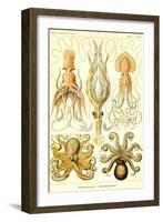 Cephlopods-Ernst Haeckel-Framed Art Print