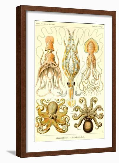 Cephlopods-Ernst Haeckel-Framed Art Print