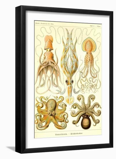 Cephlopods-Ernst Haeckel-Framed Art Print