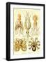 Cephlopods-Ernst Haeckel-Framed Art Print