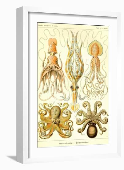 Cephlopods-Ernst Haeckel-Framed Art Print