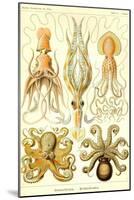 Cephlopods-Ernst Haeckel-Mounted Art Print