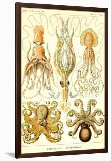 Cephlopods-Ernst Haeckel-Framed Art Print