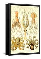 Cephlopods-Ernst Haeckel-Framed Stretched Canvas