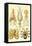 Cephlopods-Ernst Haeckel-Framed Stretched Canvas