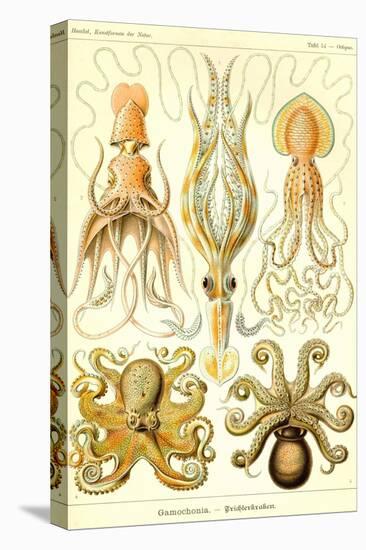 Cephlopods-Ernst Haeckel-Stretched Canvas