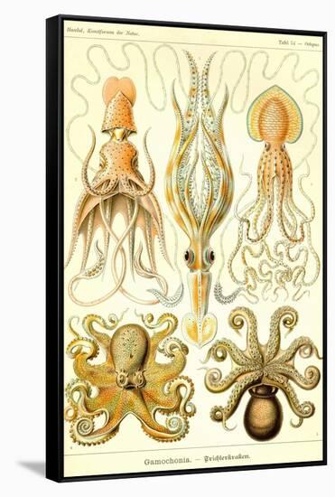 Cephlopods-Ernst Haeckel-Framed Stretched Canvas