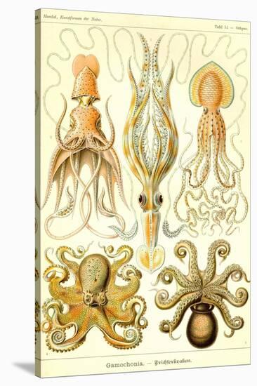 Cephlopods-Ernst Haeckel-Stretched Canvas