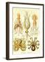 Cephlopods-Ernst Haeckel-Framed Art Print