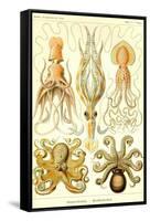 Cephlopods-Ernst Haeckel-Framed Stretched Canvas