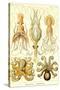 Cephlopods-Ernst Haeckel-Stretched Canvas