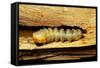 Cerambyx Cerdo (Great Capricorn Beetle) - Larva-Paul Starosta-Framed Stretched Canvas