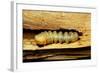 Cerambyx Cerdo (Great Capricorn Beetle) - Larva-Paul Starosta-Framed Photographic Print