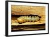 Cerambyx Cerdo (Great Capricorn Beetle) - Larva-Paul Starosta-Framed Photographic Print