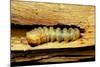 Cerambyx Cerdo (Great Capricorn Beetle) - Larva-Paul Starosta-Mounted Photographic Print